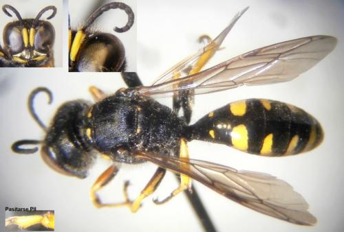 Réf. 208 671 : Ectemnius cephalotes